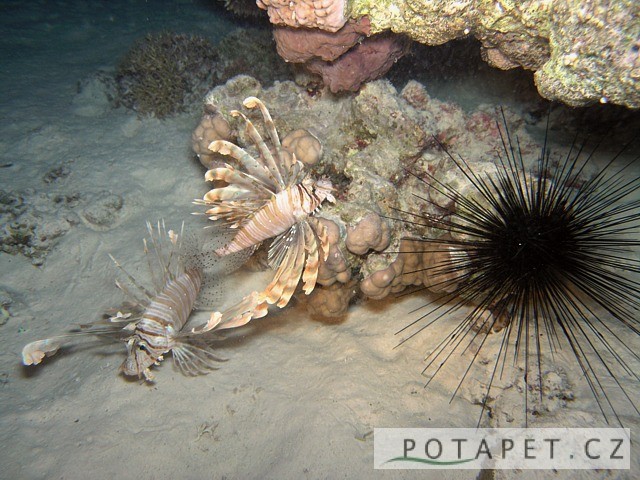 Noční potápění Egypt - Perutýni a mořský ježek 